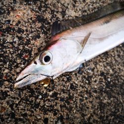 まだ釣れる太刀魚