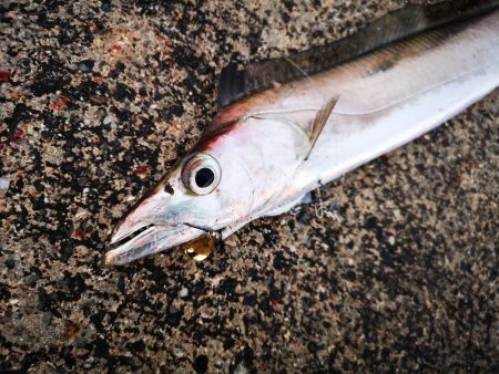 まだ釣れる太刀魚