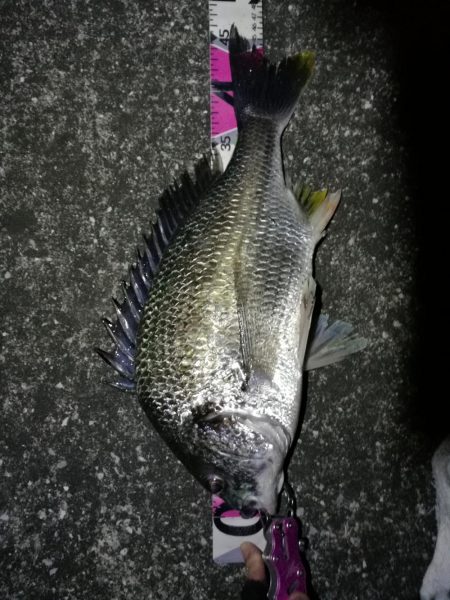 南港へち釣行 （2020/03/26 南港…