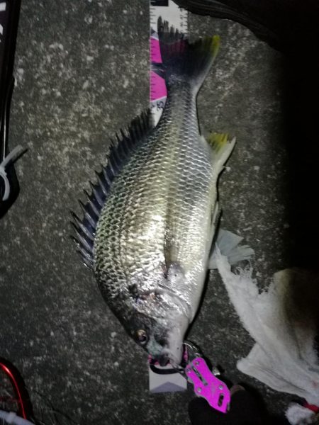 南港へち釣行 （2020/03/27 南港…