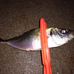 鱒レンジャーでアジング