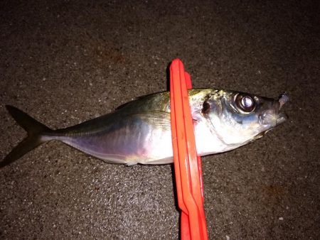 鱒レンジャーでアジング