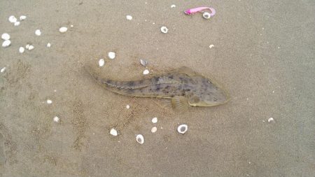 鈴鹿サーフで今年初マゴチゲット