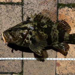 （ほぼ）尺⁉︎ タケノコ自己記録更新！