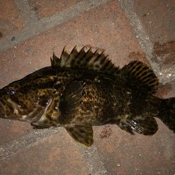 タケノコメバル好調