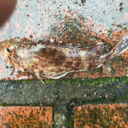 アジ5匹、ガシラ1匹