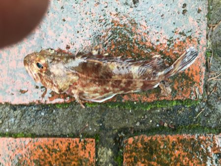 アジ5匹、ガシラ1匹