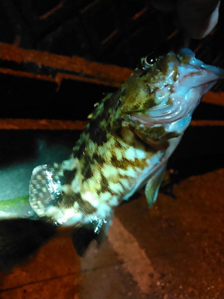 浜名湖　カサゴ