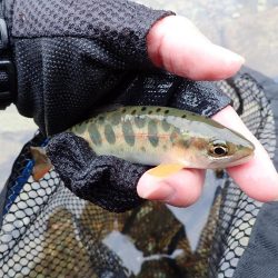 揖保川アマゴ解禁！