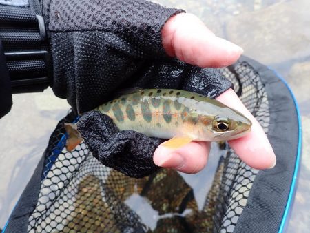 揖保川アマゴ解禁！