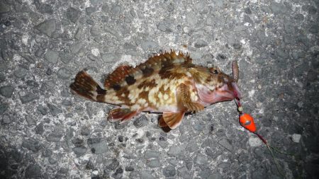 ボウズのがれたぁ