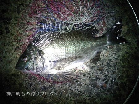 乗っ込みの気配