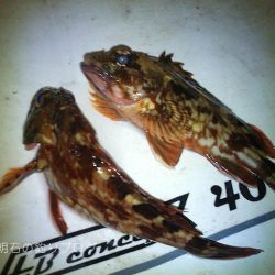 気温も釣果も寒かった