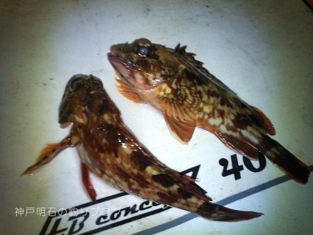 気温も釣果も寒かった