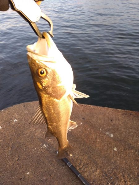 ３月始まりのシーバス