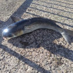 サビキ釣りでまさかの