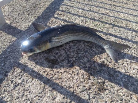 サビキ釣りでまさかの