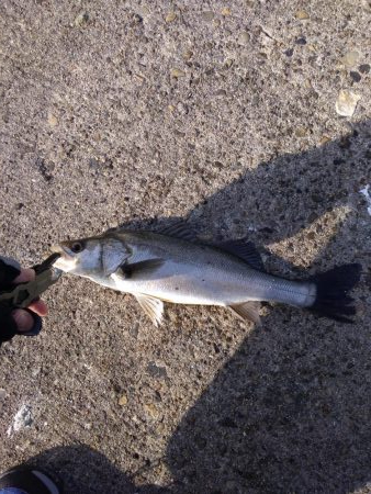 小ぶりのシーバス