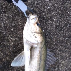 神戸湾奥シーバス