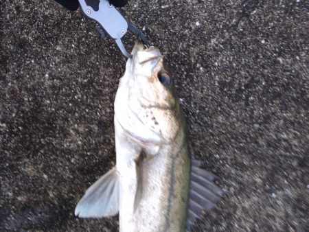 神戸湾奥シーバス