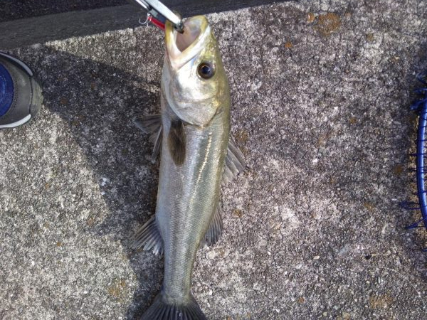 シーバス　朝のデイゲーム