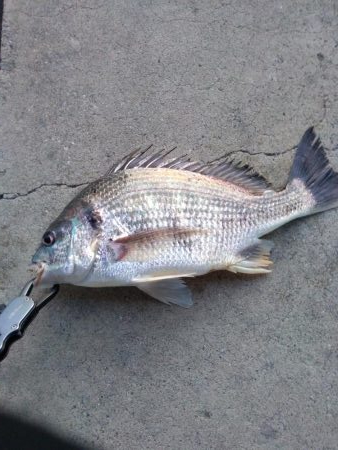 朝練　ルアーでキビレ