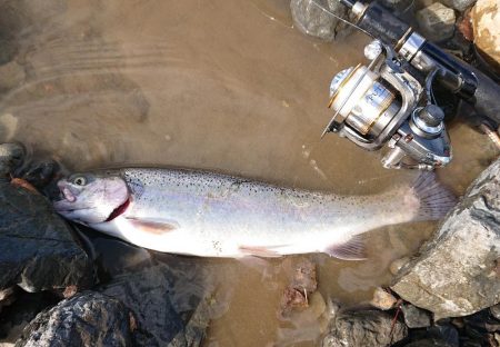 芥川マス釣り場
