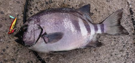 ショアジギでまさかの･･･！！石鯛！！