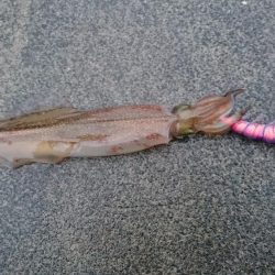 コウイカ狙いが予想外のヤリイカゲストも