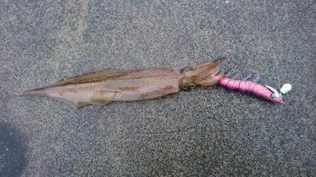 コウイカ狙いが予想外のヤリイカゲストも