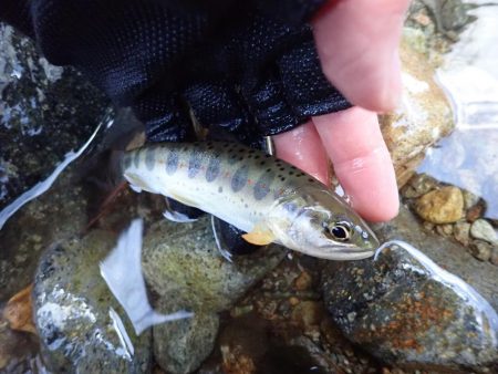 揖保川アマゴ！