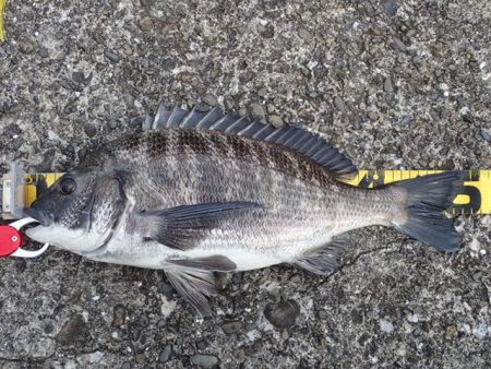 年無しオンリー