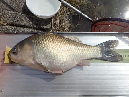 宣言通り淡水魚