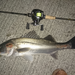 湾奥ライトシーバス