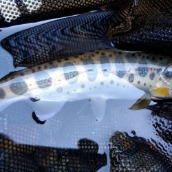 揖保川支流で今シーズン一の釣果