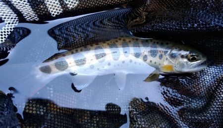 揖保川支流で今シーズン一の釣果