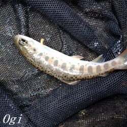 揖保川/三方川支流でポイント探し