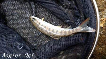 揖保川/三方川支流でポイント探し