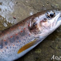 待ちに待った揖保川解禁日！