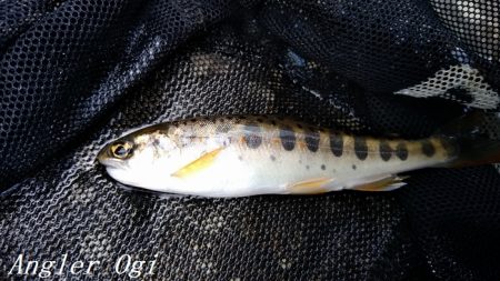 解禁3日後のアマゴ釣り