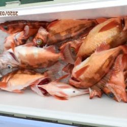 第二むつ漁丸 釣果