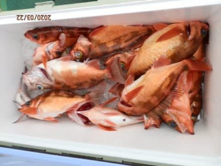 第二むつ漁丸 釣果