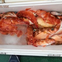 第二むつ漁丸 釣果