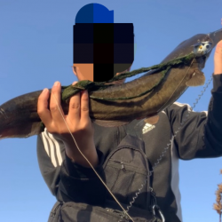 デイナマ初フィッシュ