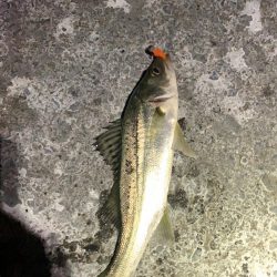 腹ペコチーバス