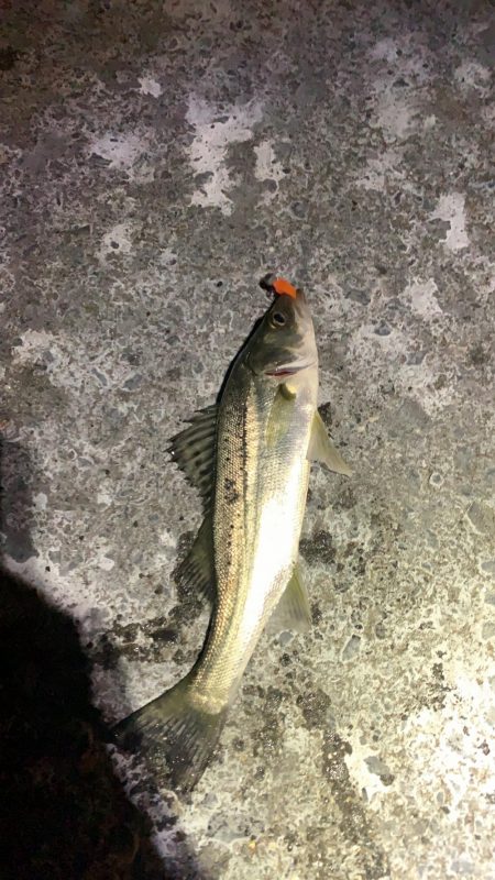 腹ペコチーバス