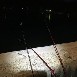 久しぶりのカレイ