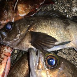 めばりんぐまだボトム