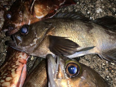 めばりんぐまだボトム