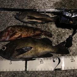 しぶしぶメバリング